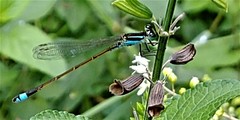 Ischnura ramburii