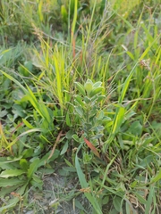 Podalyria sericea
