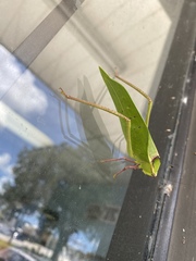 Stilpnochlora couloniana image
