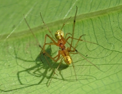 Tylorida striata