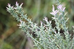 Liatris carrizana