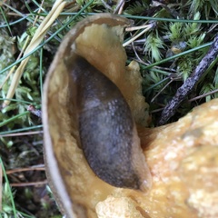 Arion fuscus