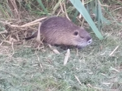 Myocastor coypus