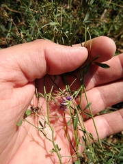 Medicago lessingii