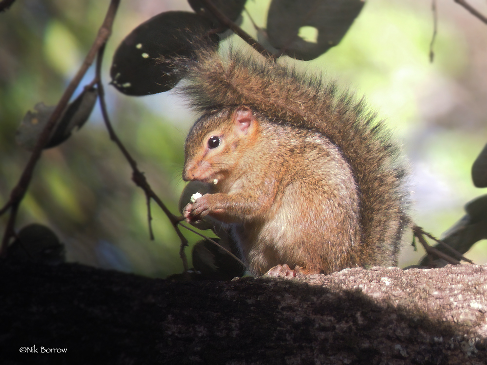 Kintampo Rope Squirrel