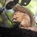 Kintampo Rope Squirrel - Photo (c) Nik Borrow, some rights reserved (CC BY-NC), uploaded by Nik Borrow