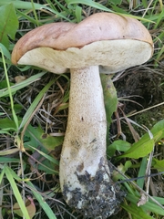 Leccinum albostipitatum