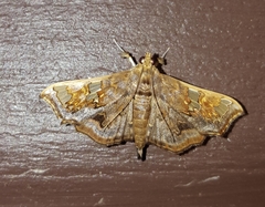 Chrysothyridia invertalis