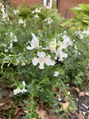 Angelonia