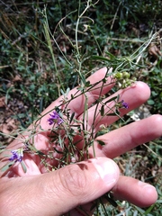 Medicago lessingii
