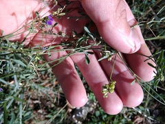 Medicago lessingii