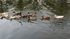 Anas platyrhynchos domesticus