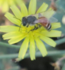 Apis florea