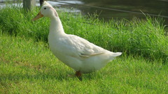 Anas platyrhynchos domesticus