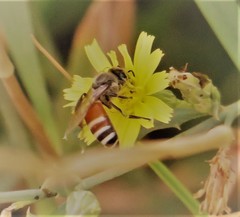 Apis florea