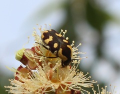 Clinteria klugi