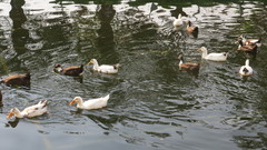 Anas platyrhynchos domesticus