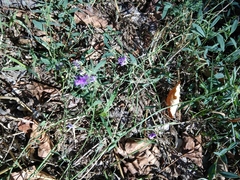 Medicago lessingii