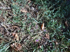 Medicago lessingii