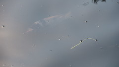 Actinopterygii