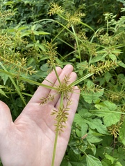 Cyperus microiria