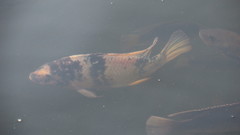Actinopterygii