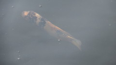 Actinopterygii