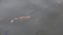 Actinopterygii