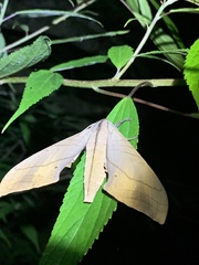 Marumba cristata bukaiana
