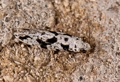 Nemapogon defectella