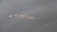 Actinopterygii