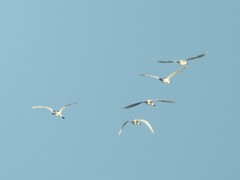 Platalea leucorodia