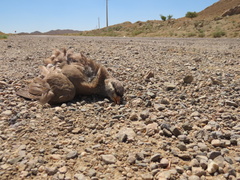 Ammoperdix griseogularis