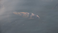 Actinopterygii