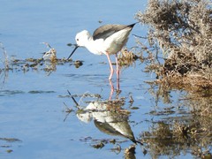 Himantopus himantopus