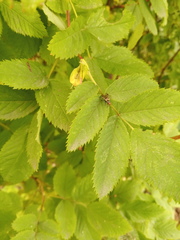Otitinae
