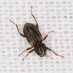 Stenelmis