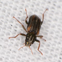 Stenelmis