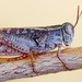 Italian Locust - Photo (c) Corinna Herr, some rights reserved (CC BY-NC), uploaded by Corinna Herr