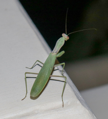 Hierodula transcaucasica