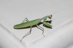 Hierodula transcaucasica