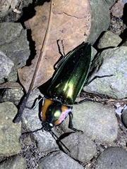 Campsosternus watanabei