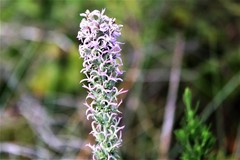 Liatris carrizana
