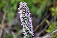 Liatris carrizana