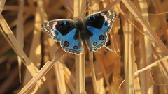 Junonia orithya
