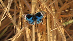 Junonia orithya
