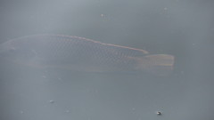 Oreochromis mossambicus