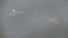 Oreochromis mossambicus