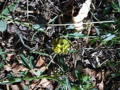 Medicago virescens