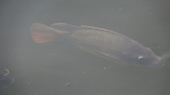 Oreochromis mossambicus